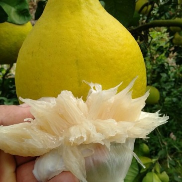 大量批发正宗精品老树纯甜沙田柚可大量供应电商货