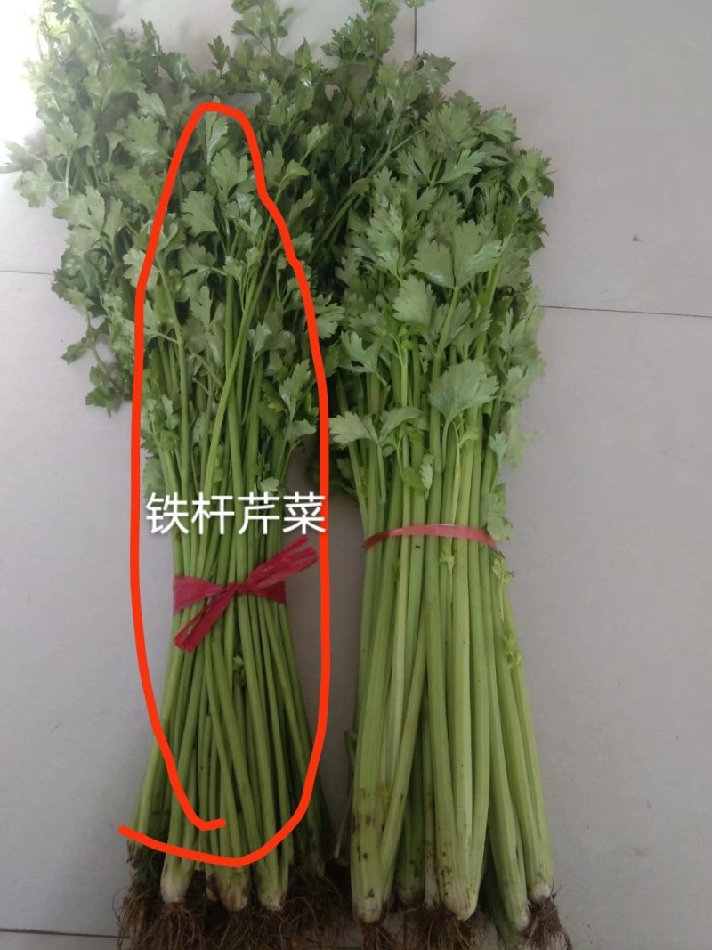 铁杆青芹菜热卖中，质量很好，口感脆而爽口，货真价实