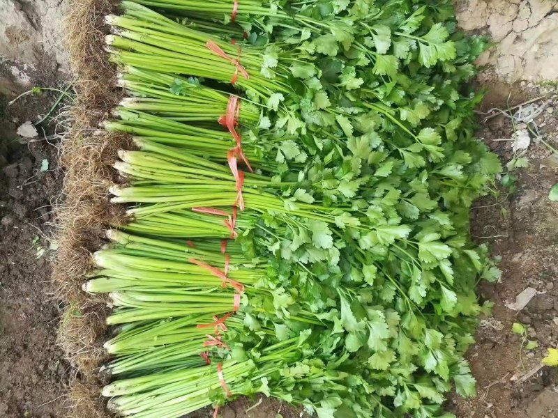 铁杆青芹菜热卖中，质量很好，口感脆而爽口，货真价实