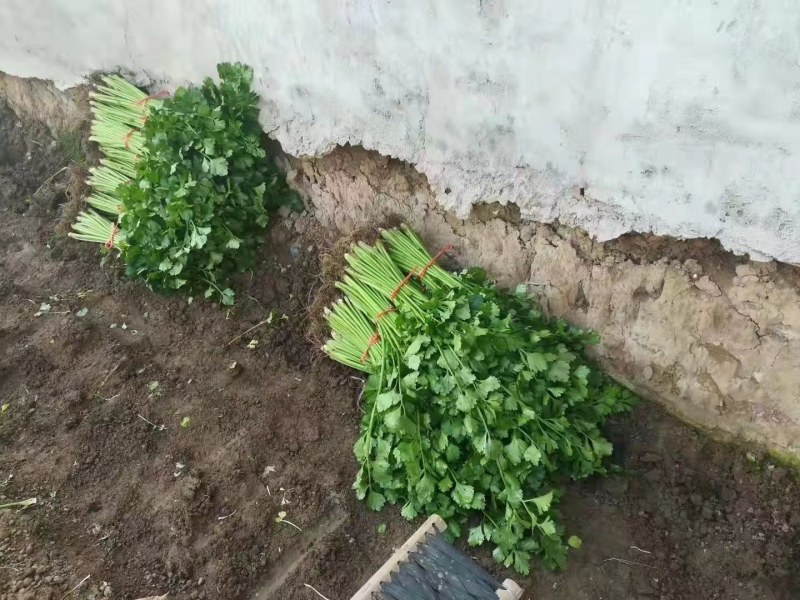 铁杆青芹菜热卖中，质量很好，口感脆而爽口，货真价实