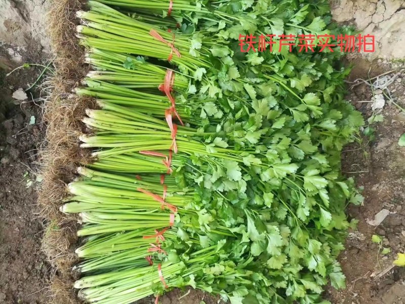 铁杆青芹菜热卖中，质量很好，口感脆而爽口，货真价实