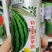 【耐裂京欣】美国早霸西瓜种子早熟耐裂耐低温麒麟超8424