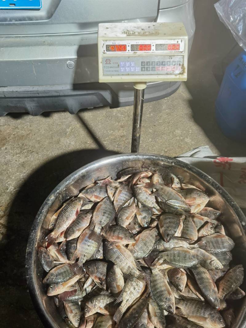 家禽保健食材