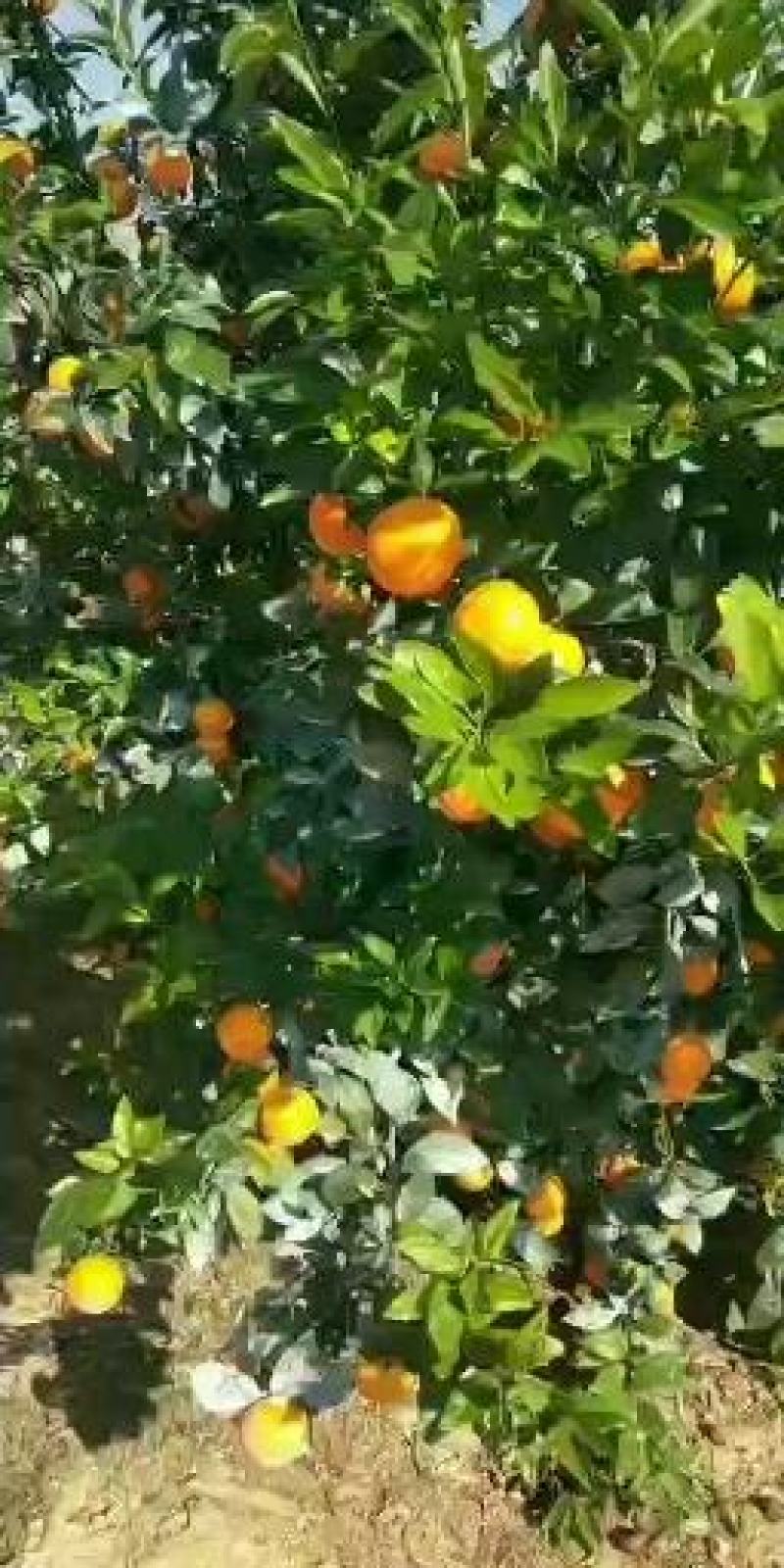 砂糖橘，收百家果，大量上市中，诚招全国各地果商老板
