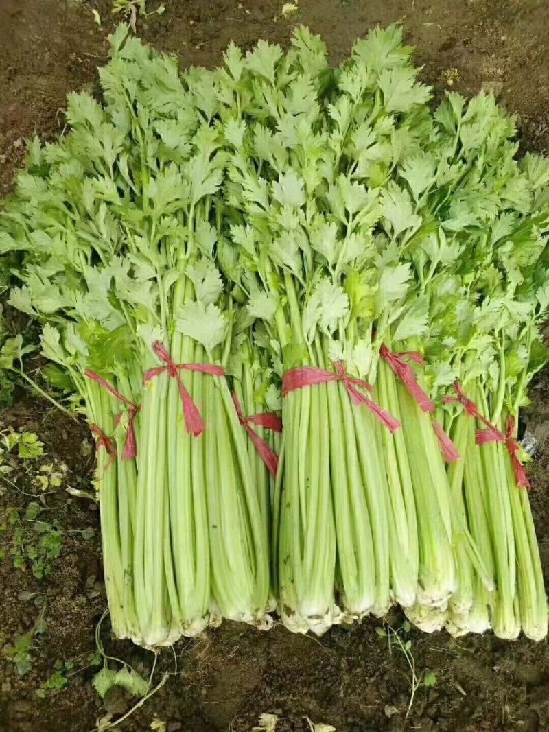 铁杆青芹菜热卖中，质量很好，口感脆而爽口，货真价实