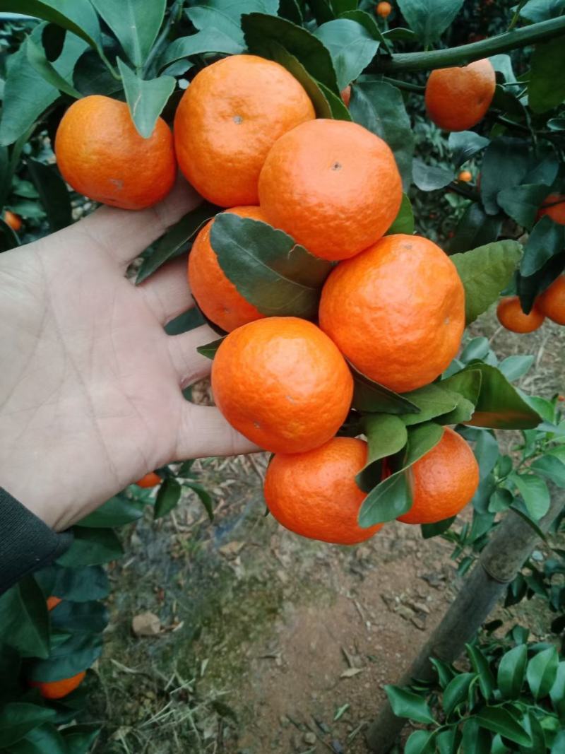 广西精品砂糖橘口感纯甜薄皮果靓果园现摘产地直销