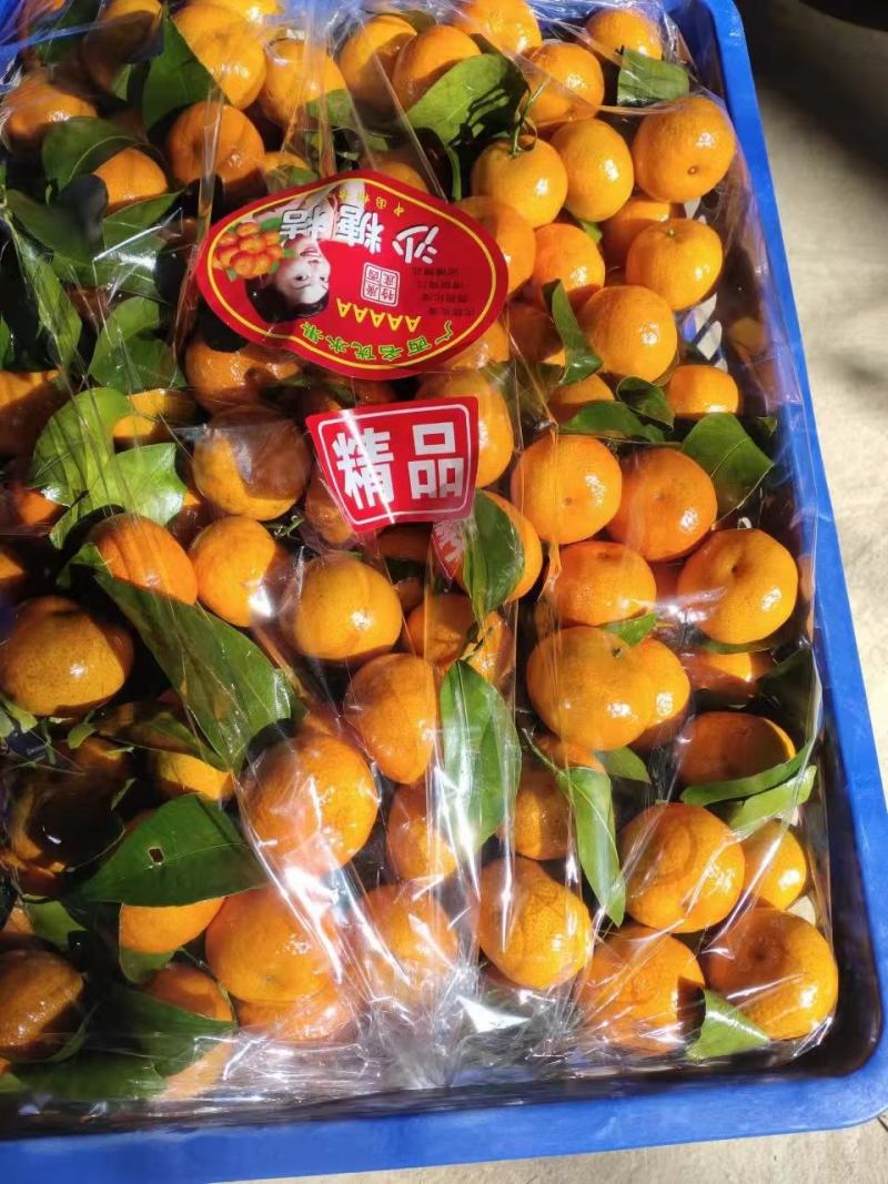 广西精品砂糖橘口感纯甜薄皮果靓果园现摘产地直销