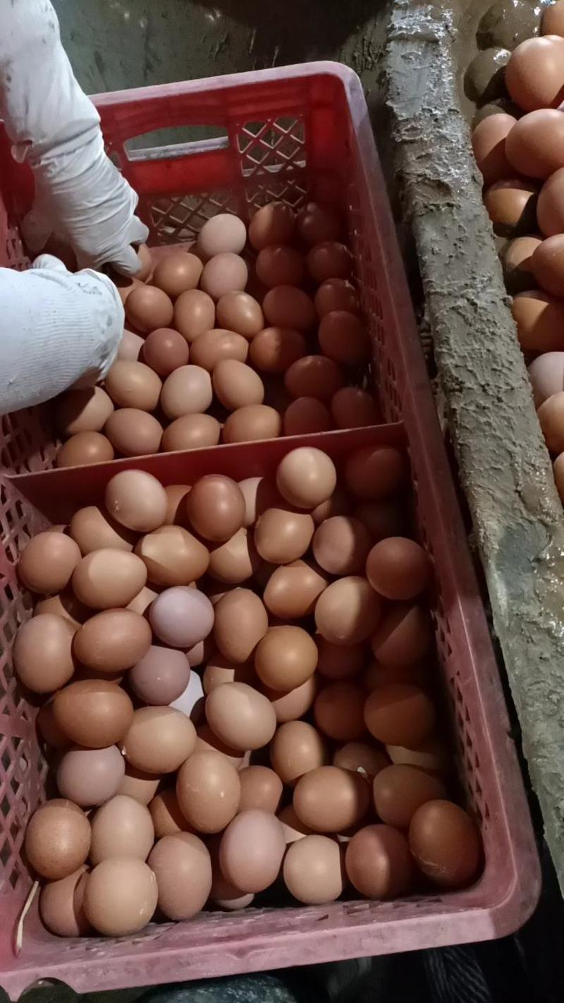 正宗五香鸭蛋货源充足质量保证量大从优来电优惠