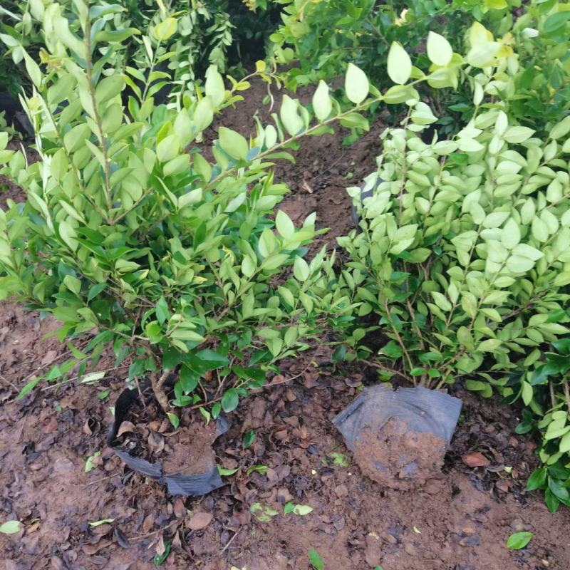 金森女贞大杯女贞小区街道绿化篱笆金森女贞球大小规格齐