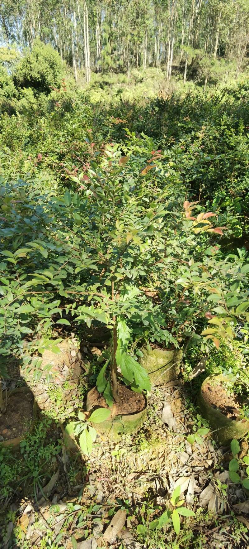 沙巴嘉宝果，四季早生嘉宝果，基地现挖现发，保证成活率