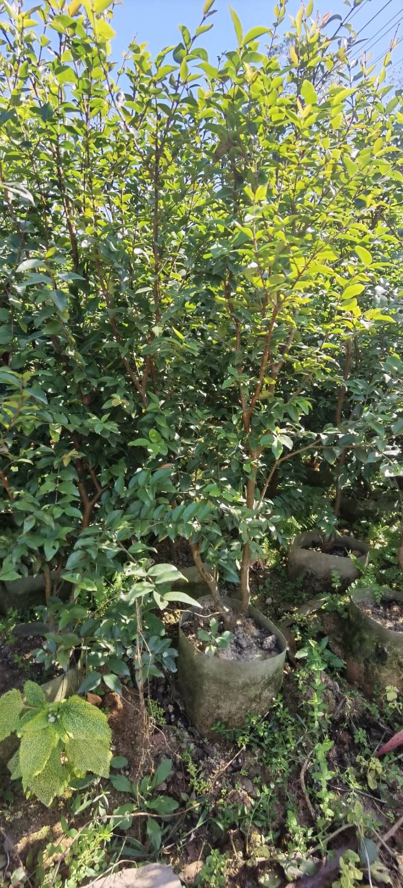 沙巴嘉宝果，四季早生嘉宝果，基地现挖现发，保证成活率