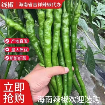 海南省临高县露天万亩基地线椒精品螺丝椒实力代办