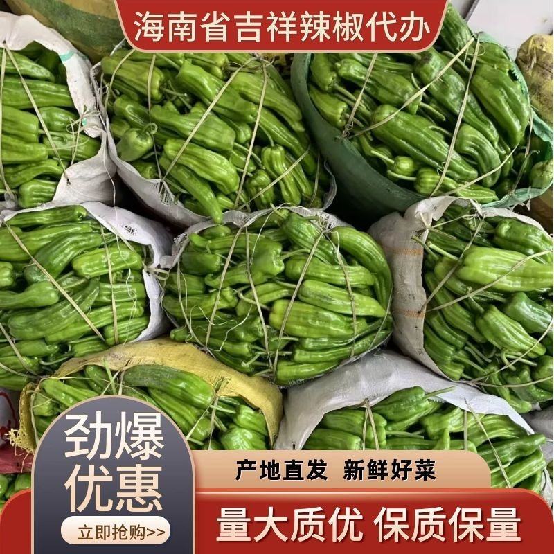 海南辣椒薄皮泡椒薄皮青椒产力实习代办露天种植