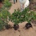 红叶石楠毛球绿化篱笆树墙隔离带红叶石楠球规格齐全质优