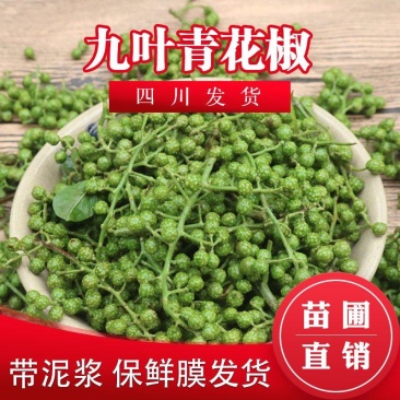 四川大红袍花椒苗包成活麻椒苗红椒树苗青椒树苗九叶