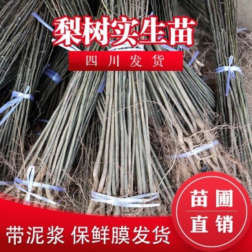梨树实生苗梨树砧木苗梨子实生苗棠梨树直生苗原生梨树苗杜梨