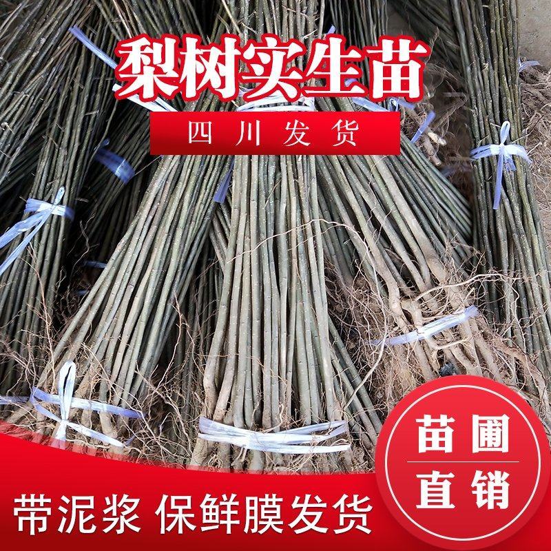 梨树实生苗梨树砧木苗梨子实生苗棠梨树直生苗原生梨树苗杜梨