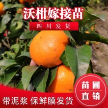 新品种沃柑树苗无核沃柑树苗当年结果无籽沃柑橘苗无核沃柑嫁