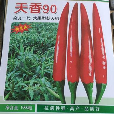 艳红种子天香90朝天椒种子。果大顺直，高产抗病，硬度好。