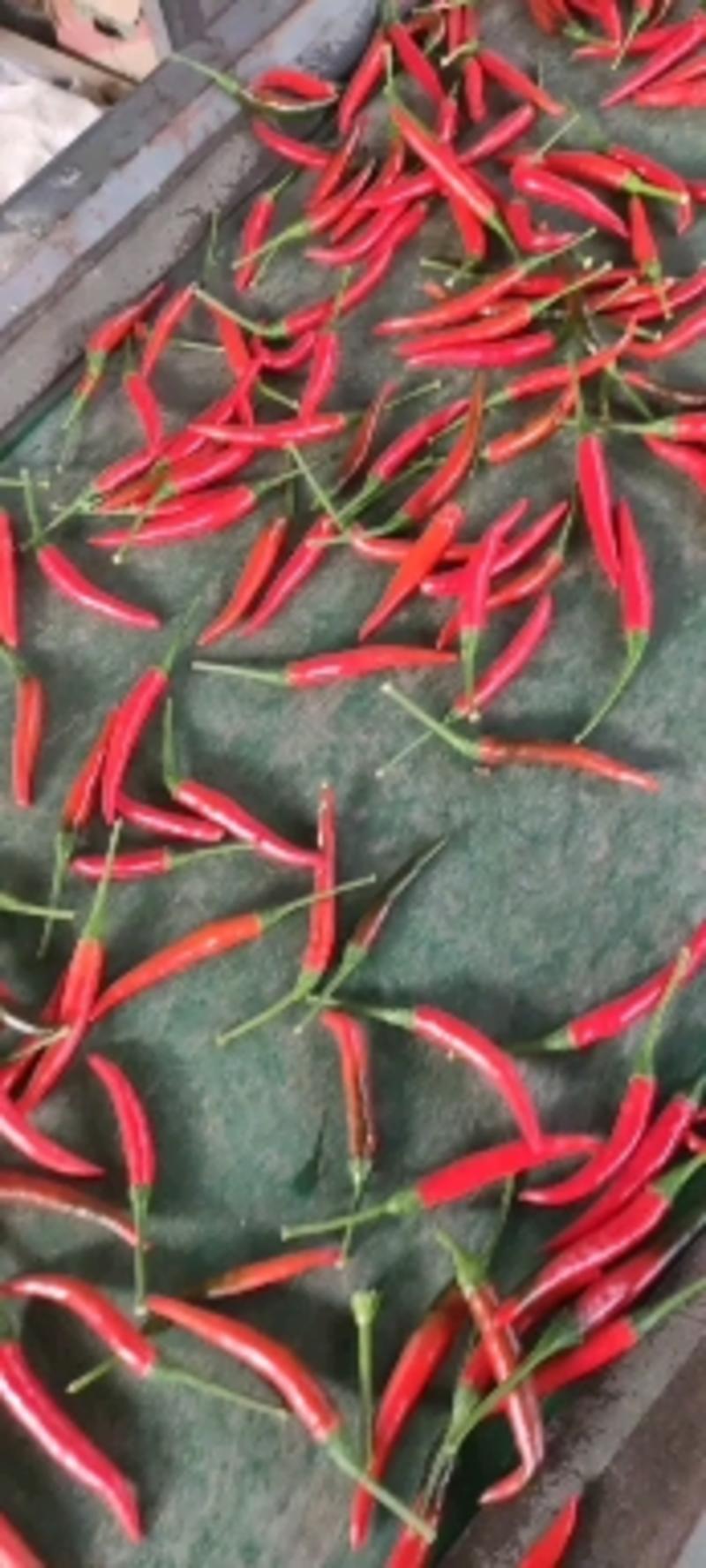 艳红种子天香90朝天椒种子。果大顺直，高产抗病，硬度好。