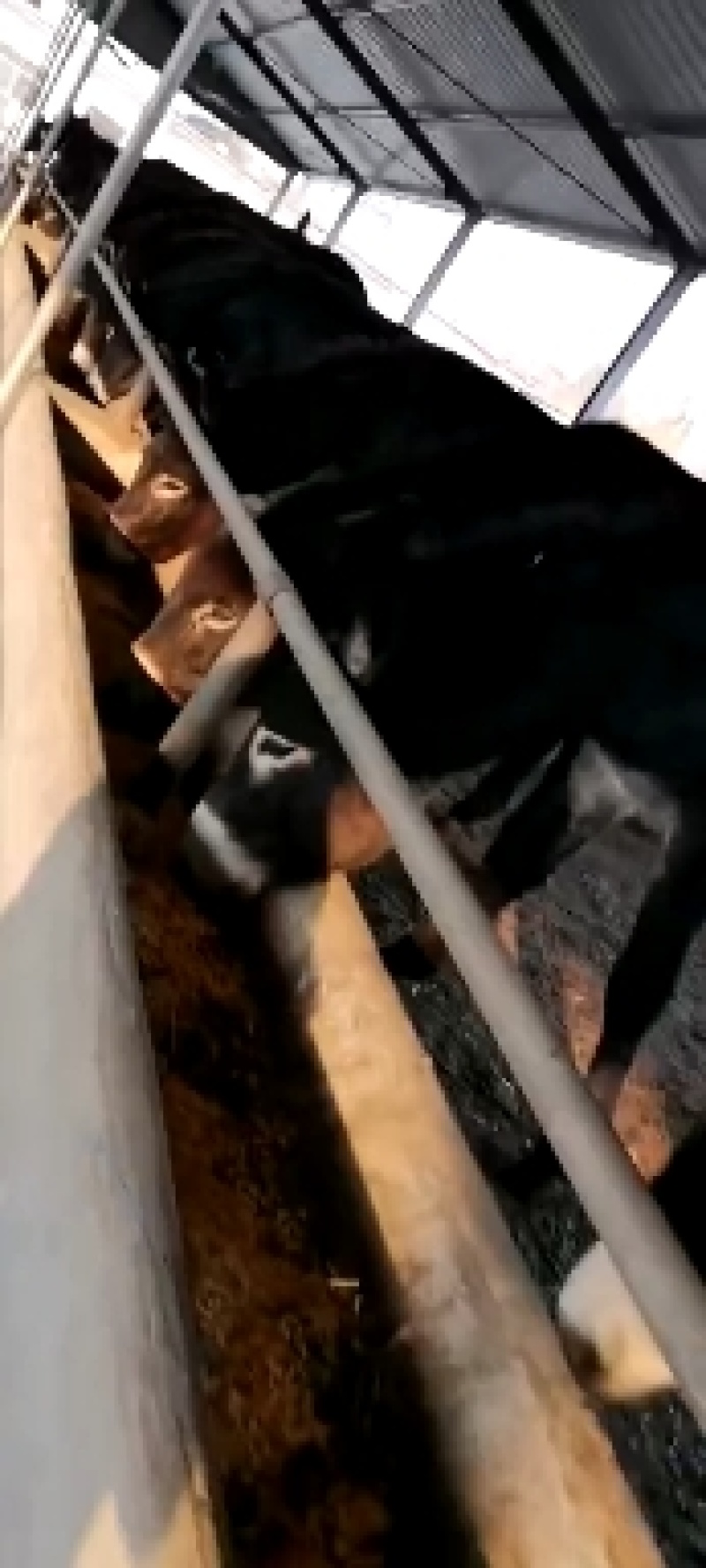 【优级养殖企业】德州驴可包技术指导厂家直销包送货