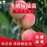 四川桃树苗晚熟冬桃树苗包成活桃苗映霜红桃嫁接树苗当年结果