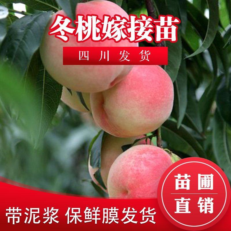 四川桃树苗晚熟冬桃树苗包成活桃苗映霜红桃嫁接树苗当年结果