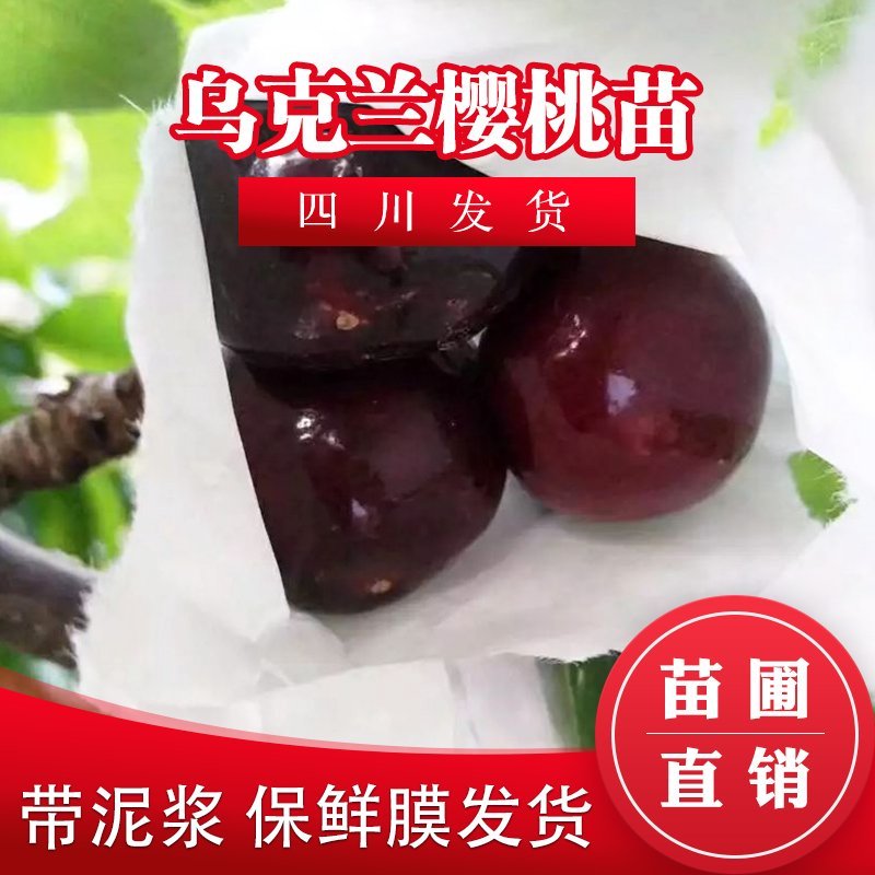 四川樱桃树苗乌克兰樱桃苗嫁接苗包成活大樱桃树苗北方黑珍珠