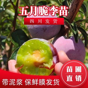 四川李子苗早熟凤凰李树苗五月脆嫁接苗五月脆李子苗一点红李