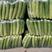 3月小黄瓜燕白黄瓜地黄瓜走车精品大量出货两百亩产地