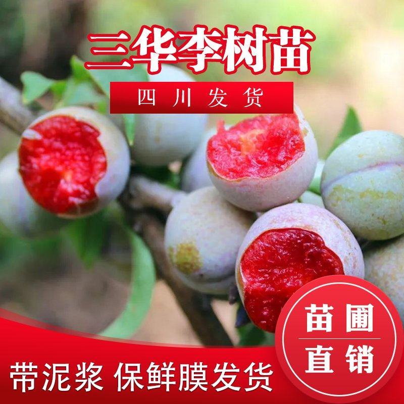 李子树苗三华李树苗早熟李子苗大蜜李鸡麻李山华李子嫁接苗包