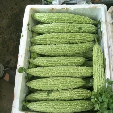 精品苦瓜，白苦瓜，油苦瓜，青苦瓜，大棚种植，基地货