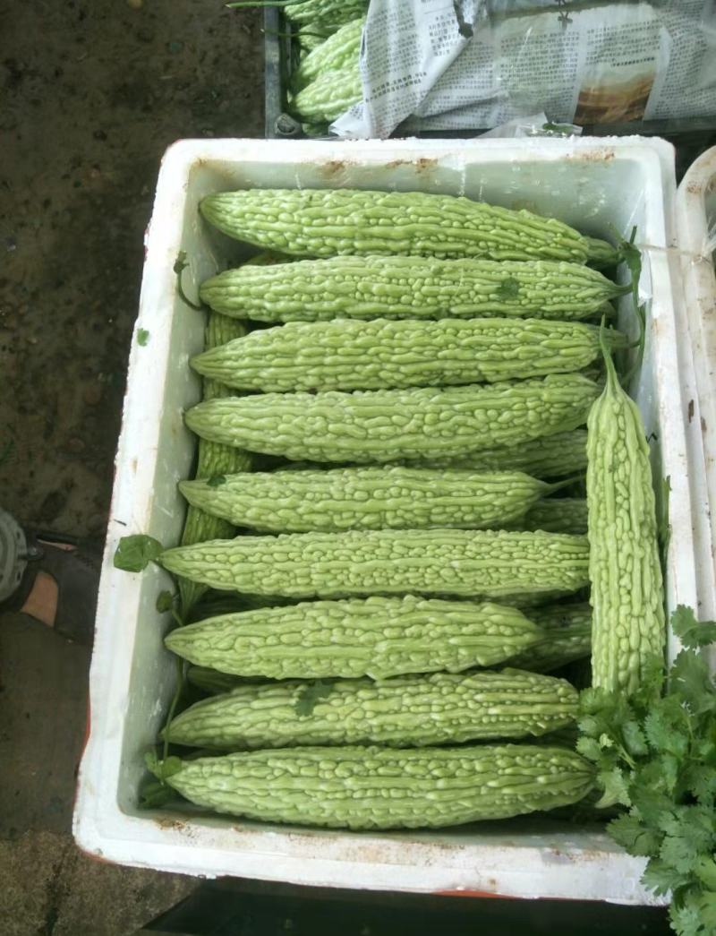 精品苦瓜，白苦瓜，油苦瓜，青苦瓜，大棚种植，基地货