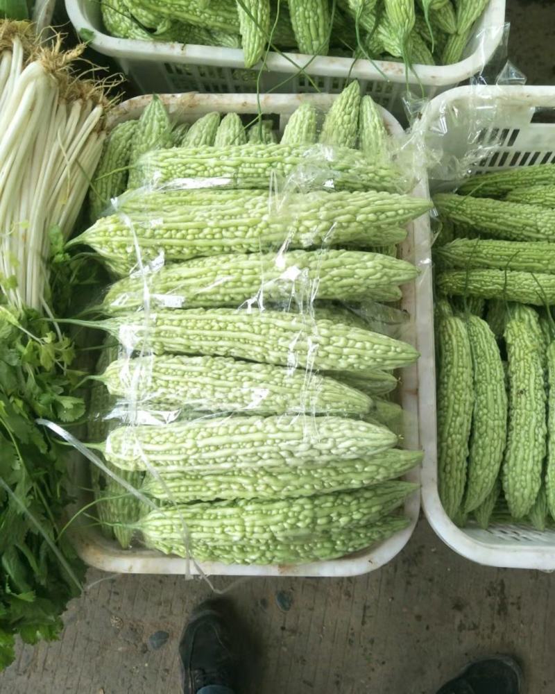 精品苦瓜，白苦瓜，油苦瓜，青苦瓜，大棚种植，基地货