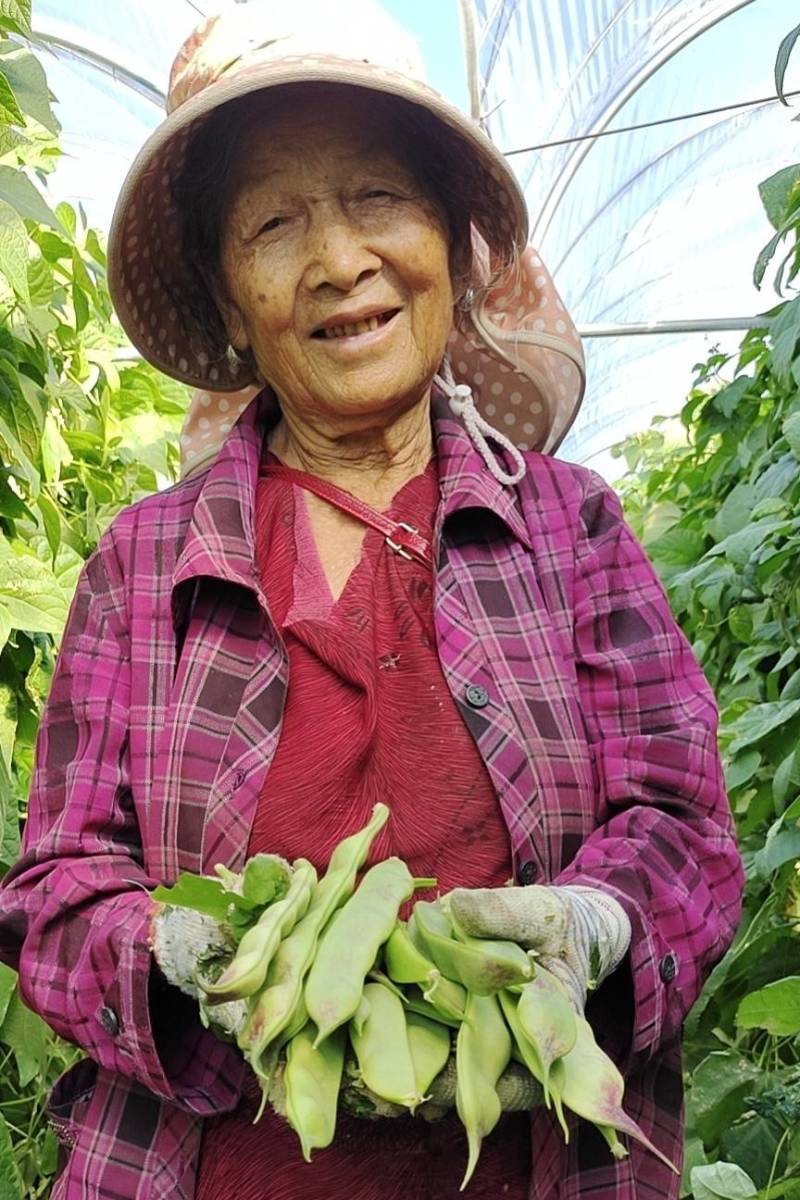 油豆角一件代发批发大量批发日发10吨。油豆角一件代发批发