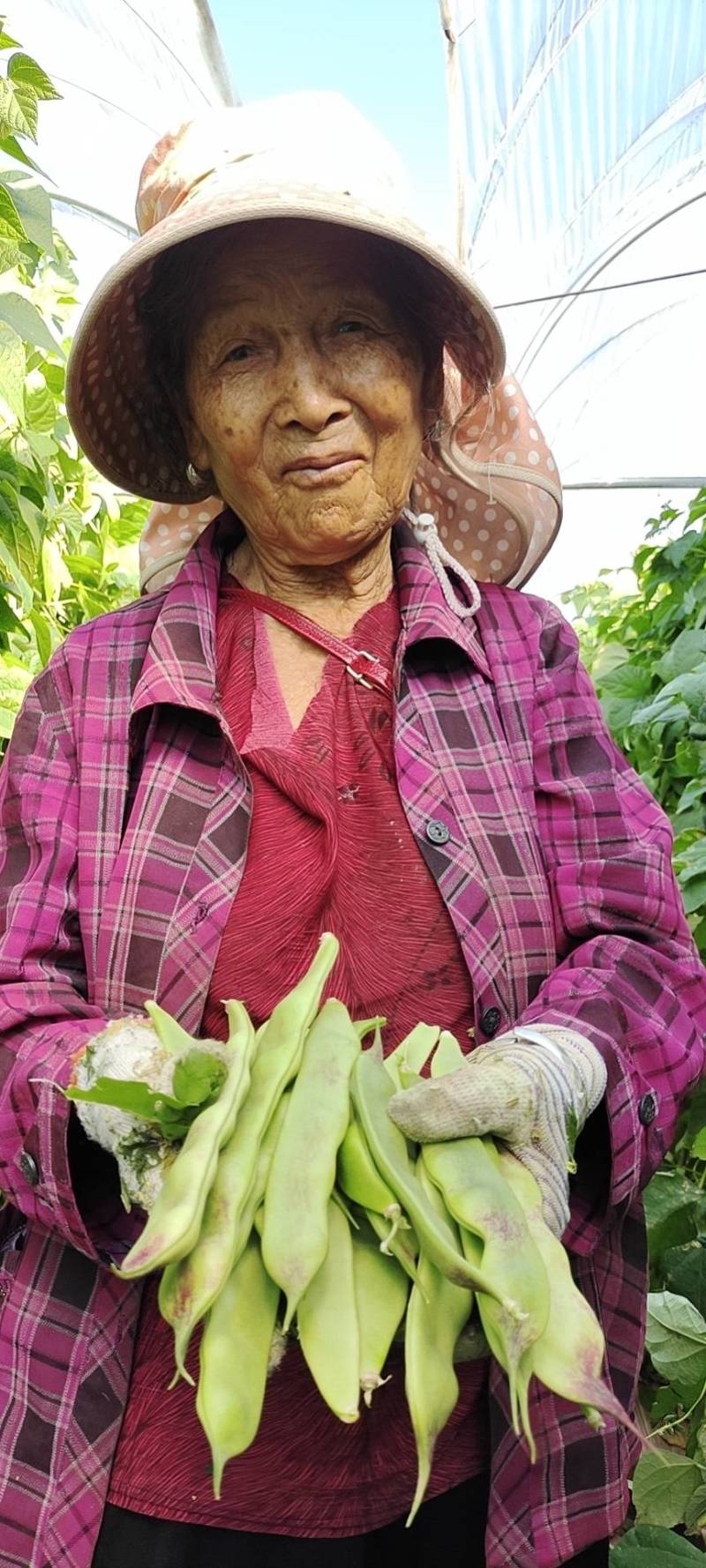 油豆角一件代发批发大量批发日发10吨。油豆角一件代发批发