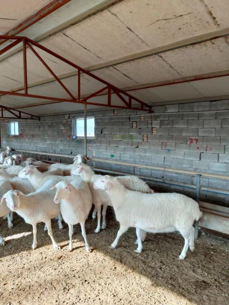 湖羊是一种多胎的品种羊，活羊适应全国各地的气候喂养。