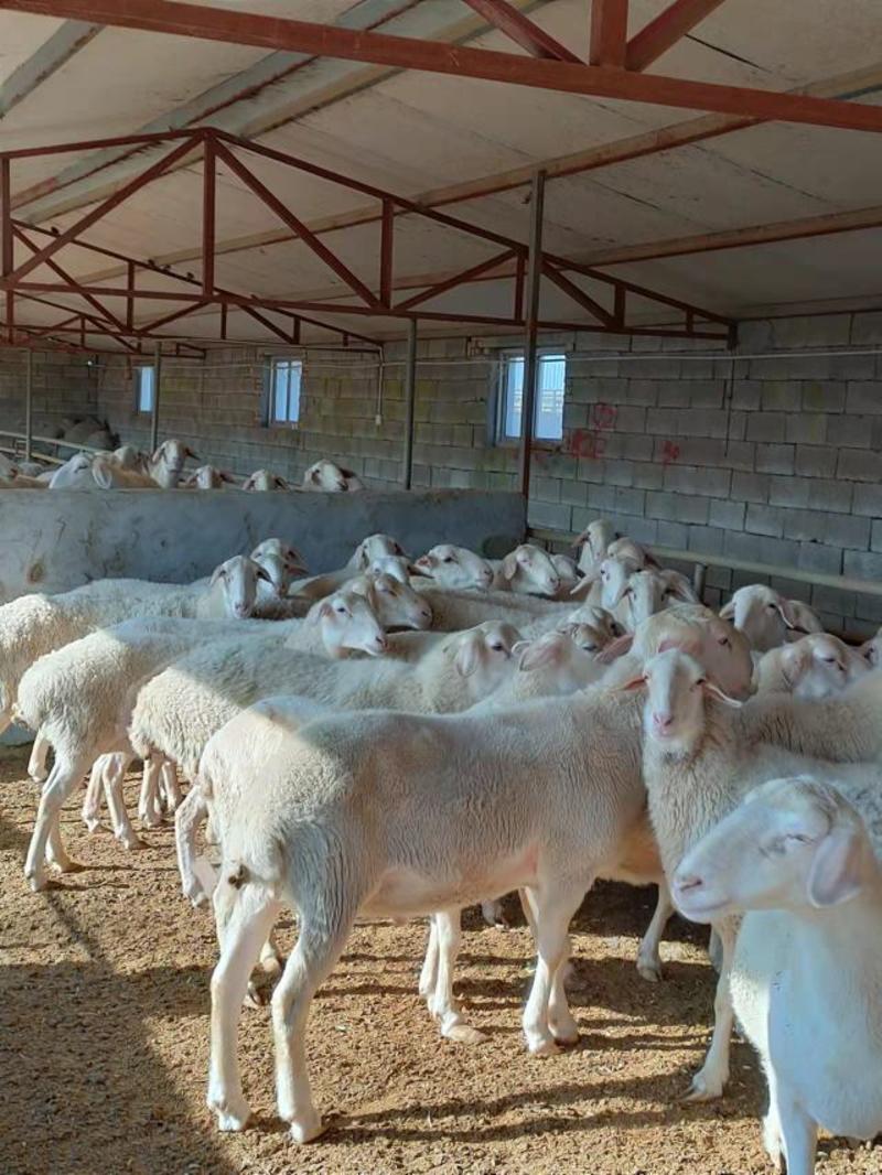 湖羊是一种多胎的品种羊，活羊适应全国各地的气候喂养。