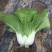 白菜奶白菜山东奶白菜小白菜量大从优，商超品质