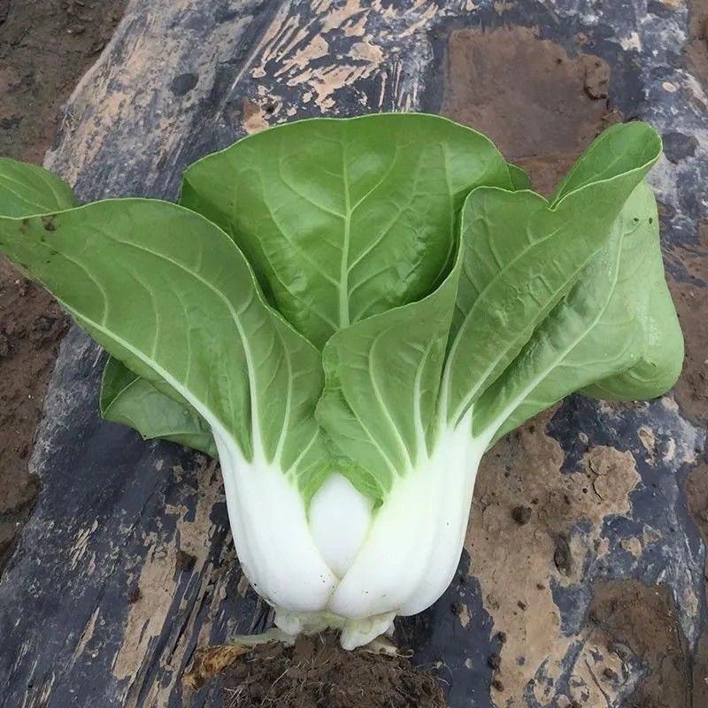 白菜奶白菜山东奶白菜小白菜量大从优，商超品质
