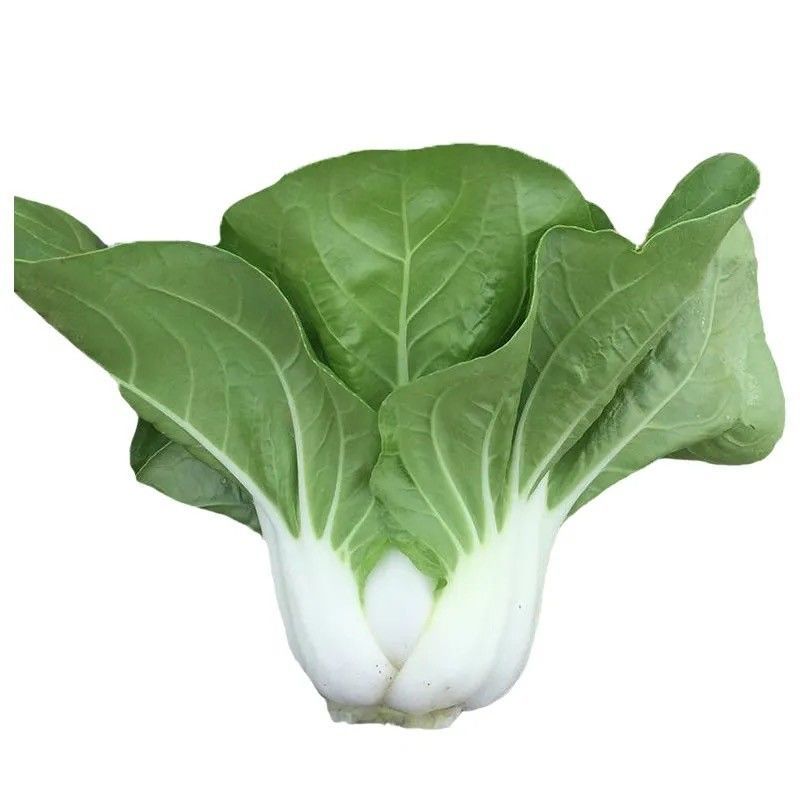 白菜奶白菜山东奶白菜小白菜量大从优，商超品质