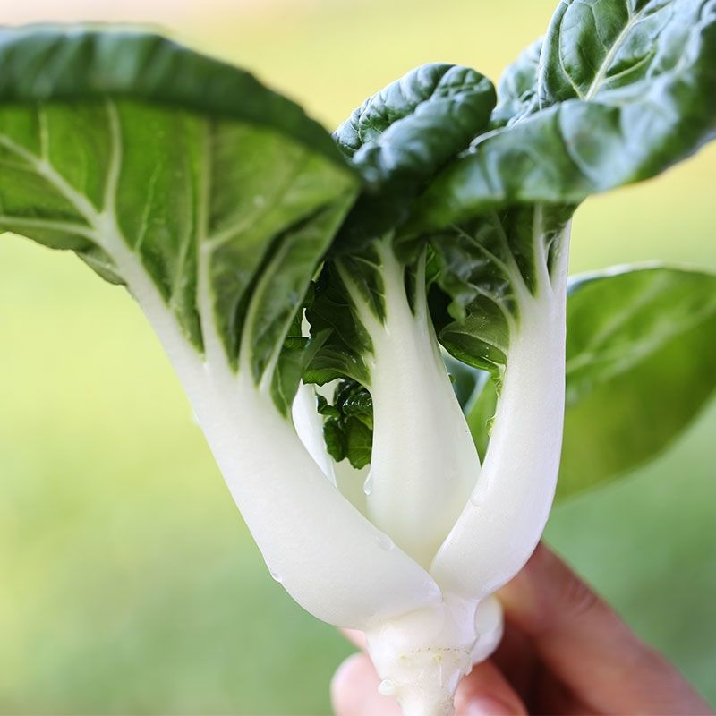 白菜奶白菜山东奶白菜小白菜量大从优，商超品质