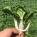 白菜奶白菜山东奶白菜小白菜量大从优，商超品质