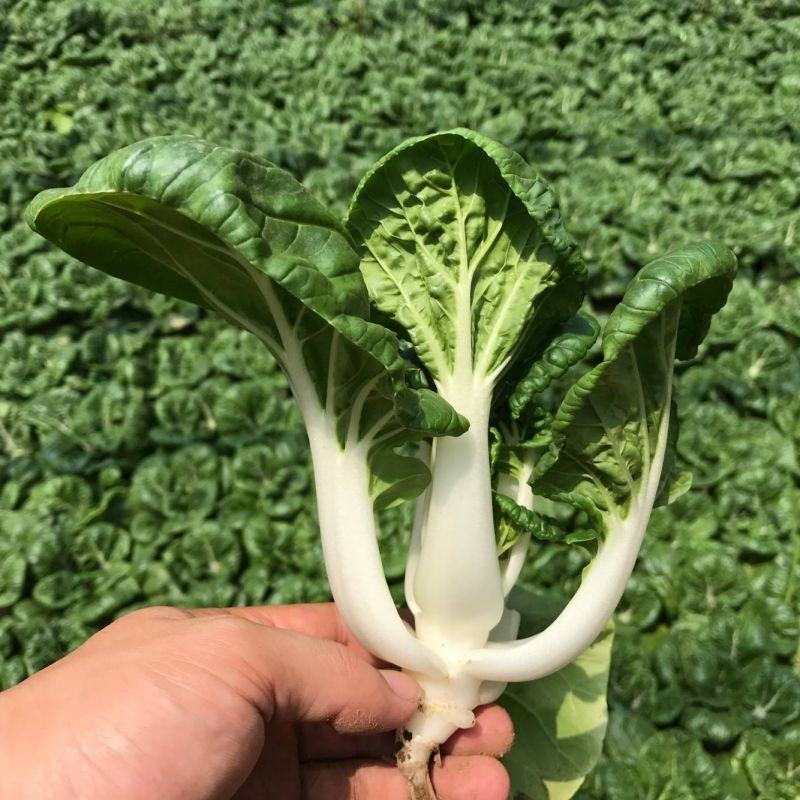 白菜奶白菜山东奶白菜小白菜量大从优，商超品质