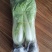 白菜奶白菜山东奶白菜小白菜量大从优，商超品质