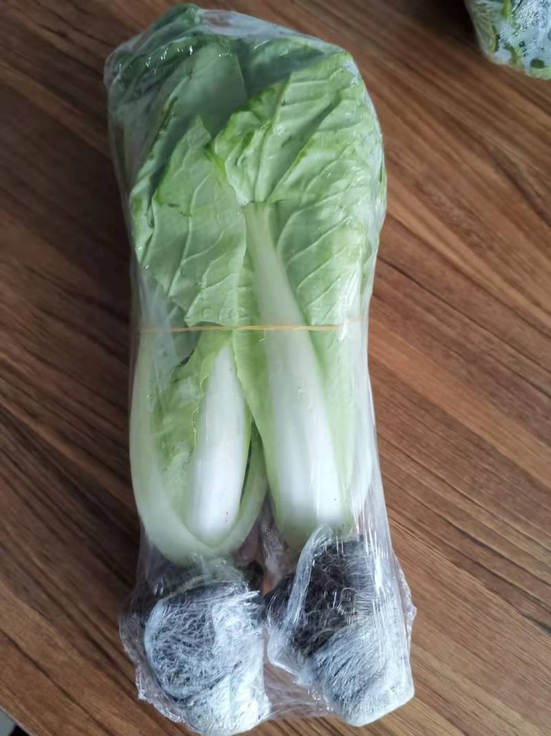 白菜奶白菜山东奶白菜小白菜量大从优，商超品质