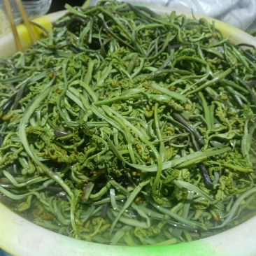 云南普洱山蕨菜_新鲜蕨菜
