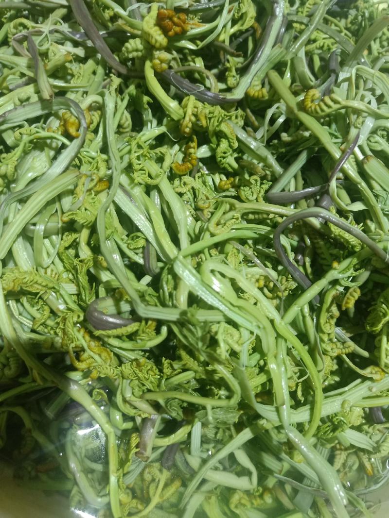 云南普洱山蕨菜_新鲜蕨菜