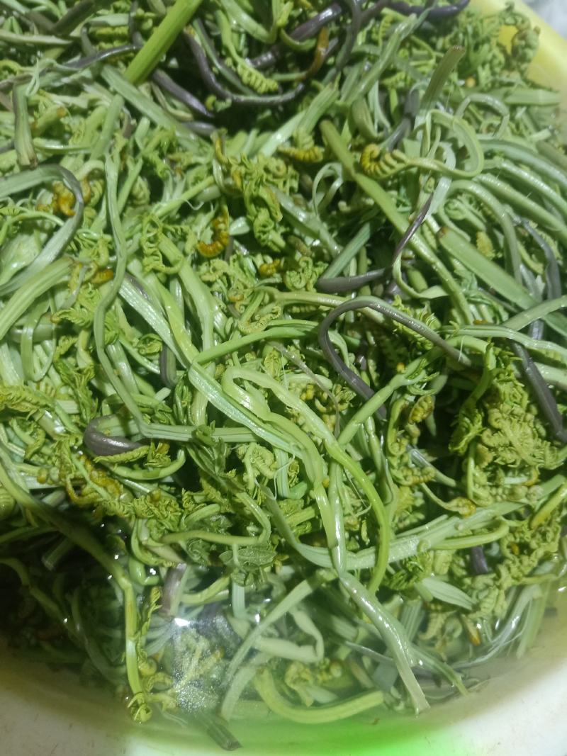 云南普洱山蕨菜_新鲜蕨菜
