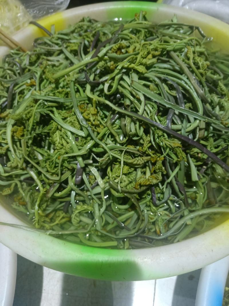 云南普洱山蕨菜_新鲜蕨菜